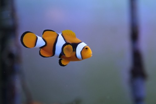 A. Percula, den store