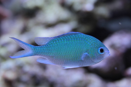 Grøn Chromis
