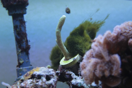 Montipora, forgrenet