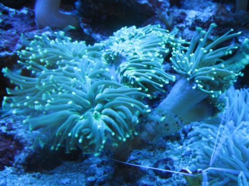Euphyllia 2 - blå lys