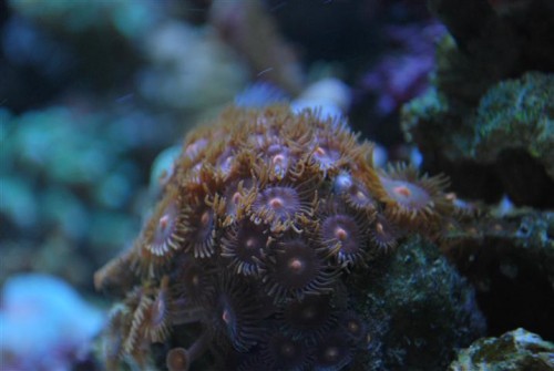 DSC_1990 (Small).JPG