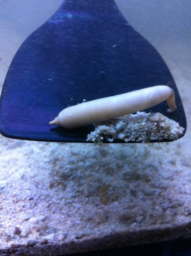 billeder iphone4 026 (484 x 648).jpg