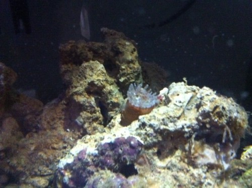 billeder iphone4 018 (648 x 484).jpg