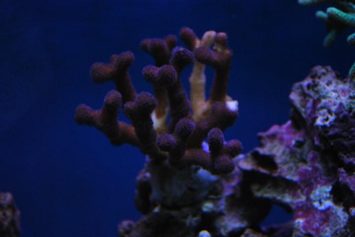 en skadet stylophora