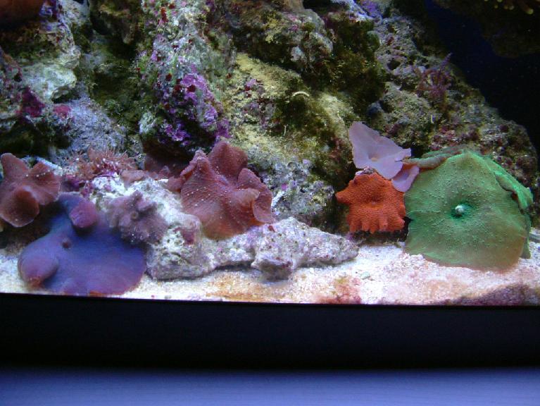 lidt skiveanemoner