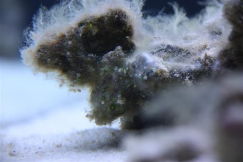 saltvandsakvarie 062 (Small).jpg