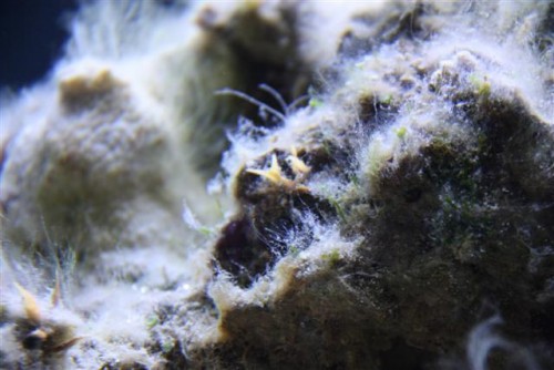 saltvandsakvarie 064 (Small).jpg