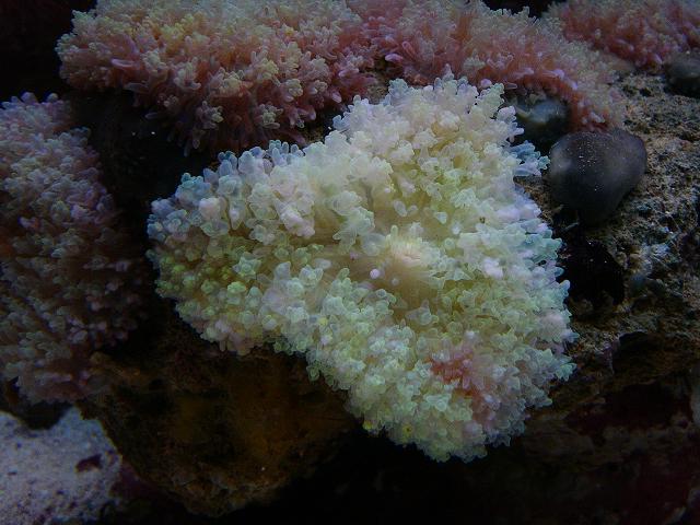 skiveanemone.JPG