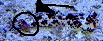 scooter04.JPG