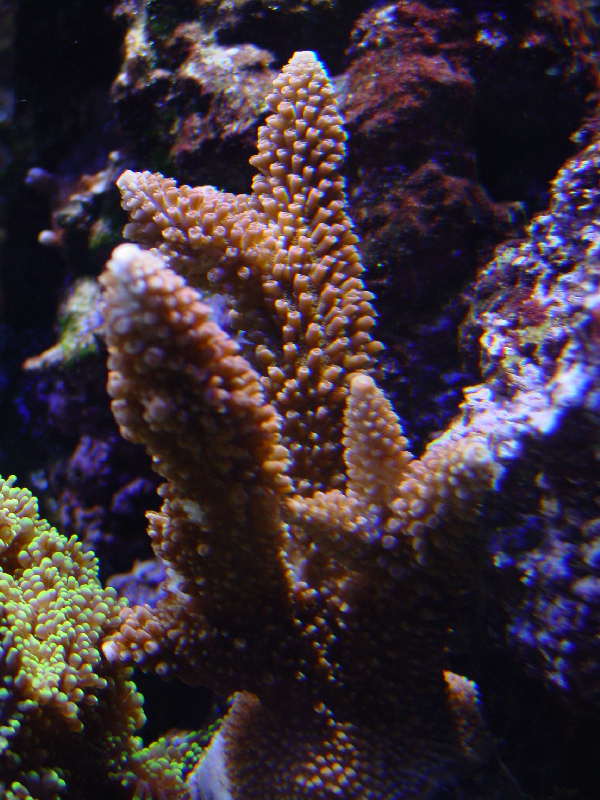 acropora.jpg