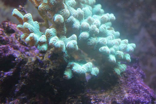 IMG_0447.JPG