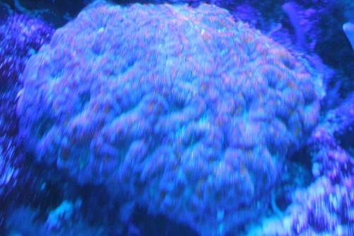 IMG_0461.JPG