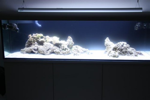 saltvandsakvarie 067 (Small).jpg