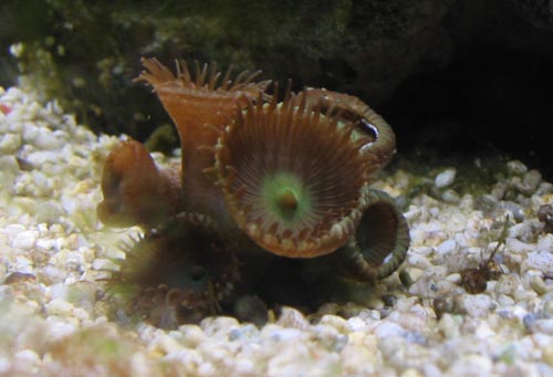 Disse formere sig helt vildt! fik 3-4 små enkelte ved Aquastyle, men har nu 5-7 klaser rundt i akvariet som hver i sær har flere afsættere!