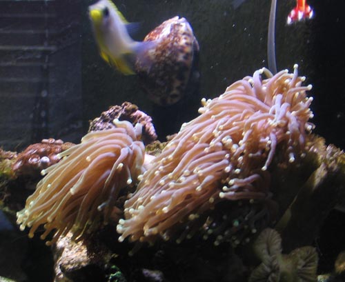 Er mere grøn en på billedet