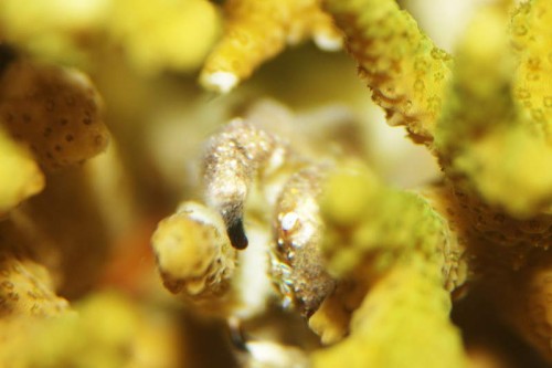 Opdagede en skadelig krabbe i min Acropora, den blev splittet ad med en strikkepind :o)