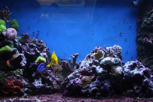 Inden mørklægning (Large).JPG