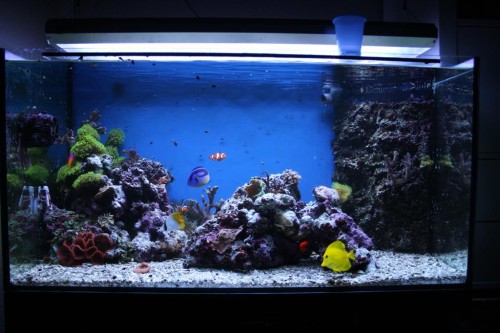 hele akvarium efter mørklægning (Large).JPG