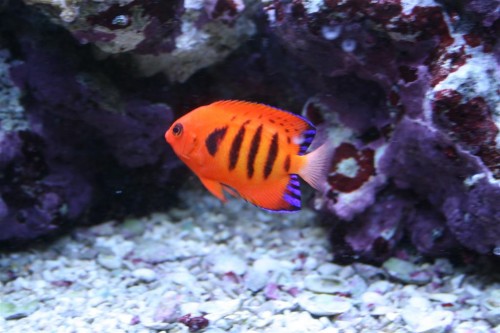 loricula 2 (Large).JPG