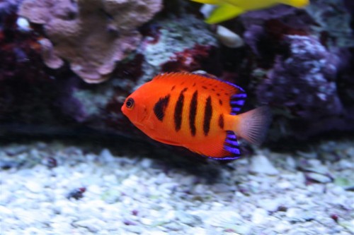 loricula (Large).JPG