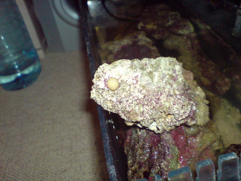 lille hvid knold på sten