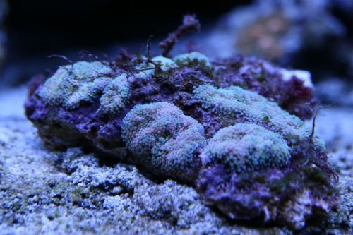 IMG_5198_small.JPG