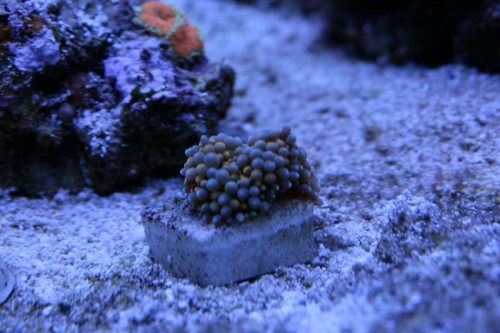 IMG_5196_small.JPG