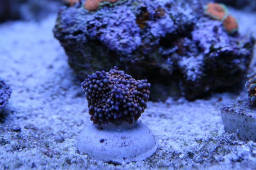 IMG_5195_small.JPG