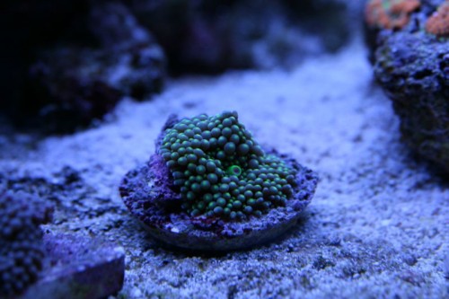 IMG_5194_small.JPG
