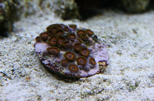 IMG_5184_small.JPG