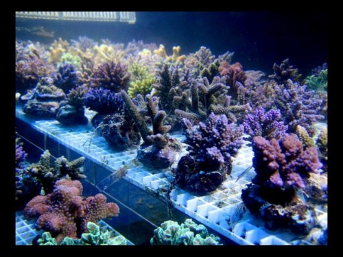 DecOcean.jpg