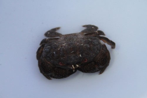 Actaeodes tomentosus?