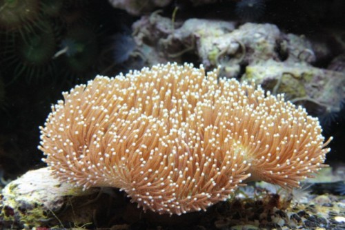 er det en Sarcophyton? evt underart?