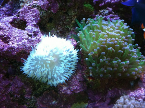 anemone.jpg