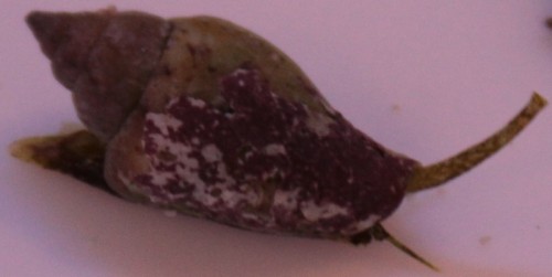 Den er ret glad for at bruge det store rør til at "se" sig omkring.