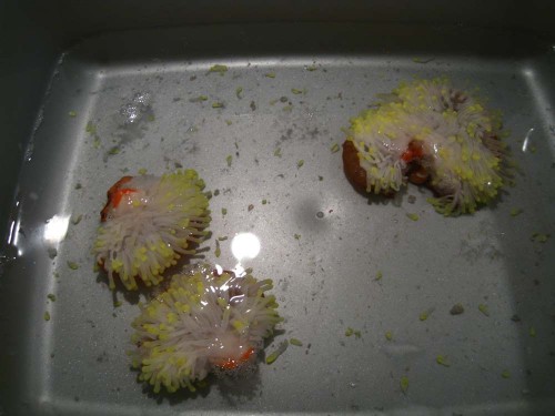 En fragmenteret anemone. Jeg brugte et nyt barberblad og engangshandsker og operationen foregik i denne balje