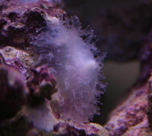 Actinia-sp.jpg