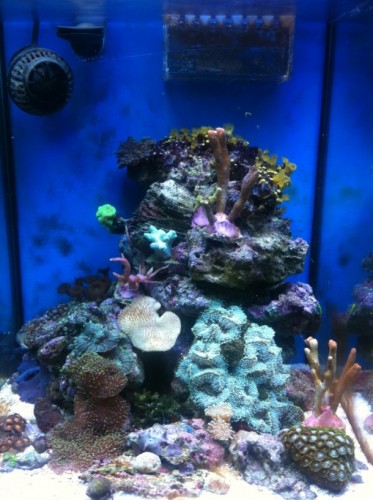 Full Tank Shot