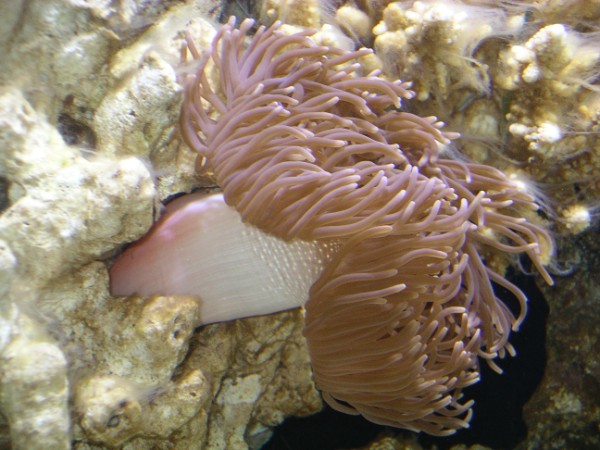 anemone1.jpg
