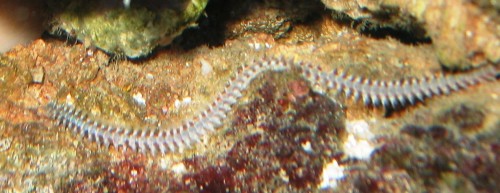 orm 004.JPG