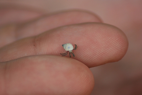 draft_lens3831702module25181672photo_1238771348tiny_hermit_crab.jpg