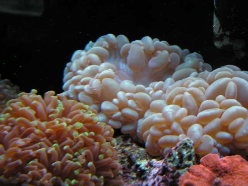 bobbel 001.JPG