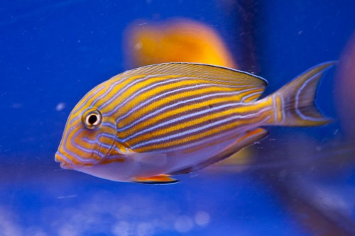 110316Decocean (7 of 49).jpg