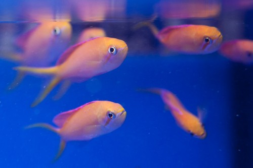 110316Decocean (29 of 49).jpg