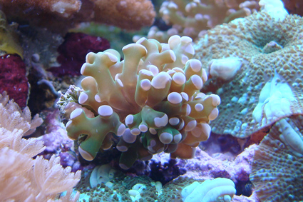 Kun 1 hoved / Fragment