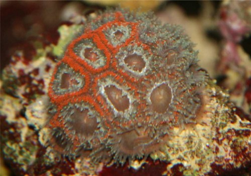 red-ring acan