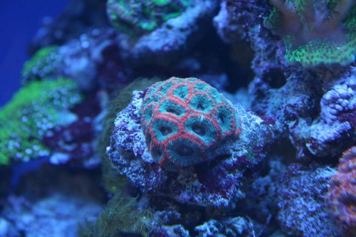 red ring acan