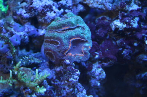 Micromussaen