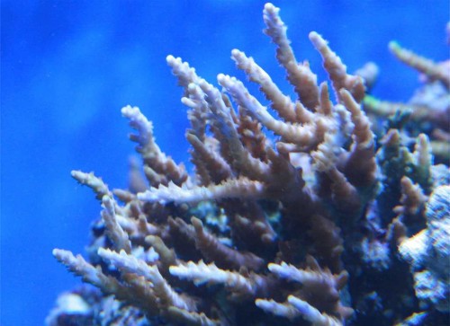 blå spidset acropora der så småt har fået farven igen