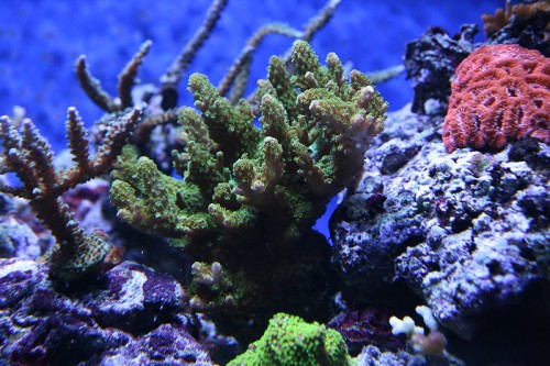 acropora humilis